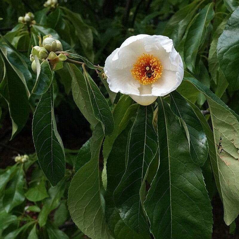 Franklinia alatamaha  - Franklin Tree