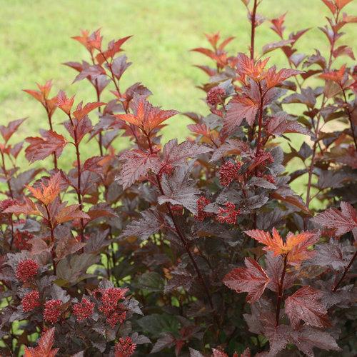 Physocarpus opulifolius 'SMNPOBLR' USPP 28,695 - Ginger Wine™ Ninebark ...