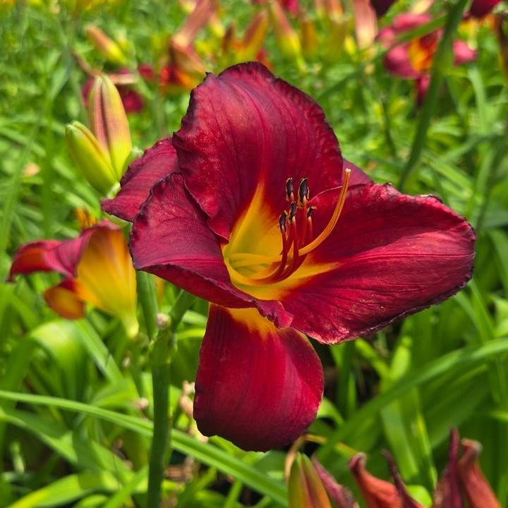 Hemerocallis 'Prairie Wildfire'  - Prairie Wildfire Daylily