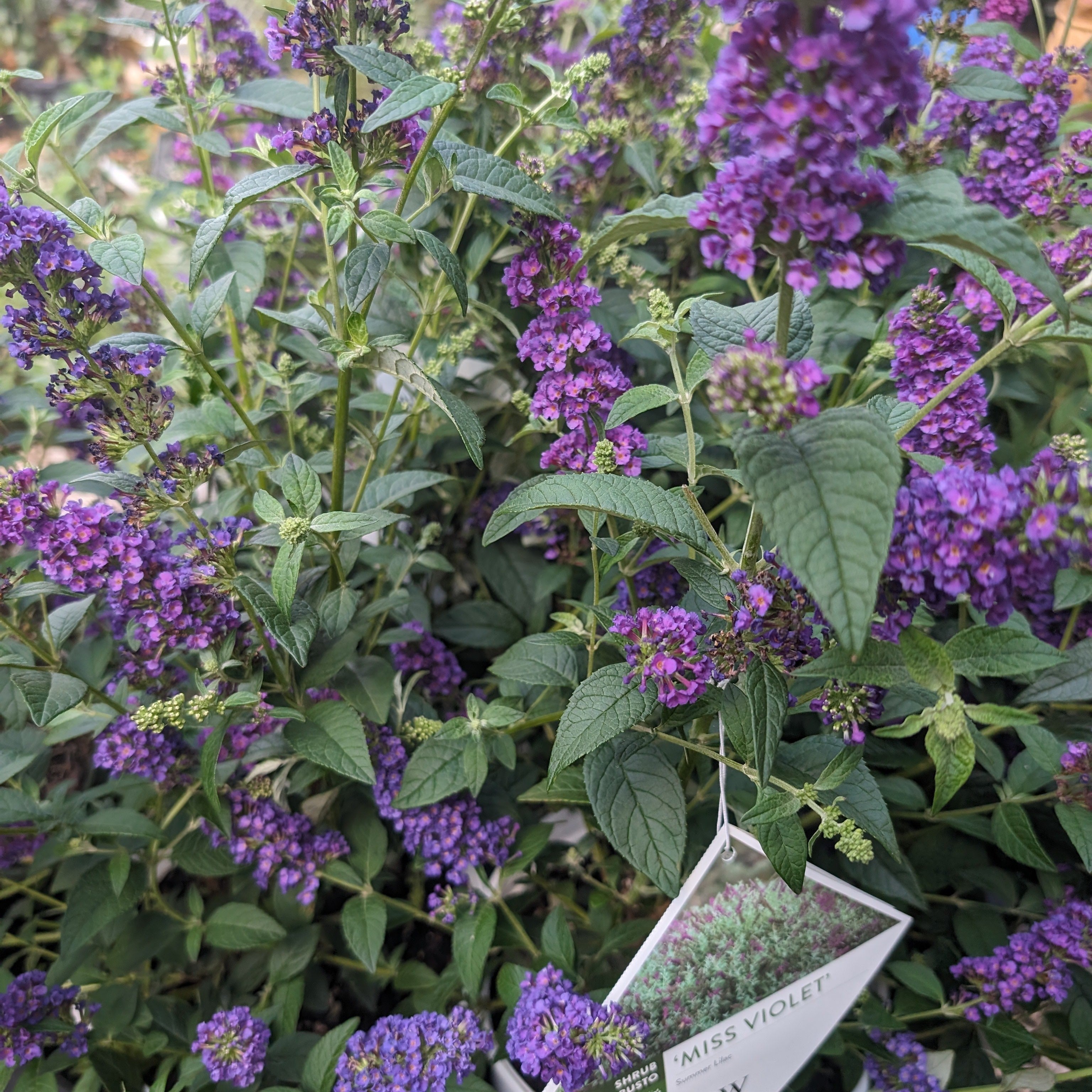 Buddleia x 'Miss Violet' PP #28,448  - Miss Violet Butterfly Bush