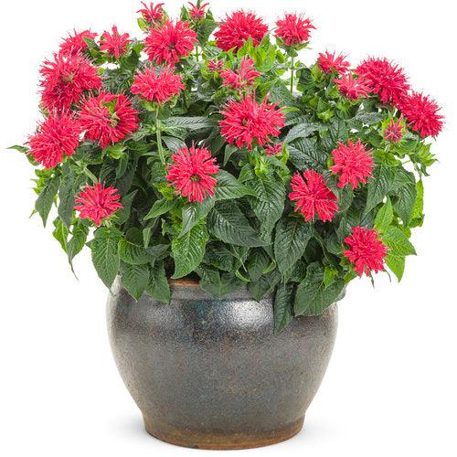 Monarda didyma 'Pardon My Cerise'  - Pardon My Cerise Bee Balm