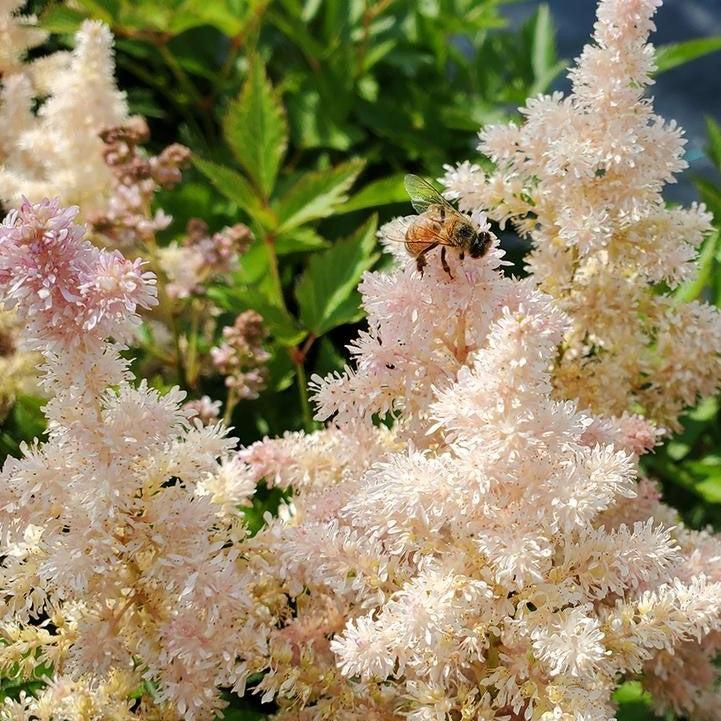 Astilbe 'Verssilvery Pink'  - Younique™ Silvery Pink Astilbe