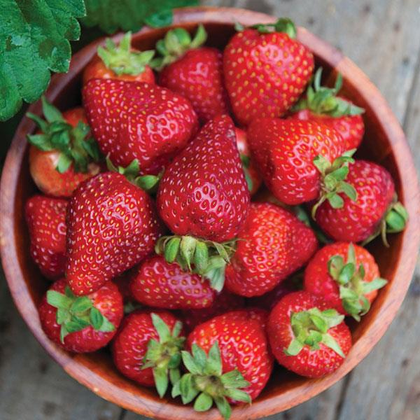 Fragaria x ananassa 'Seascape'  - Seascape Strawberry