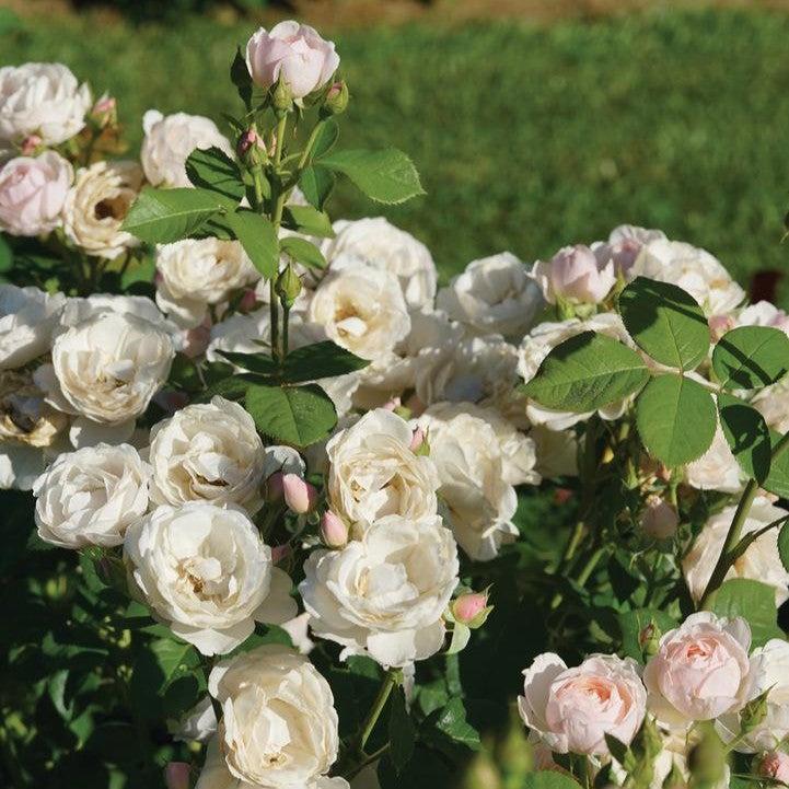 Rosa x 'Bozdib023'  - PW® Flavorette Pear'd® Rose