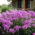 Phlox paniculata 'Ditomfra'  - First Editions® Bubblegum Pink™ Phlox