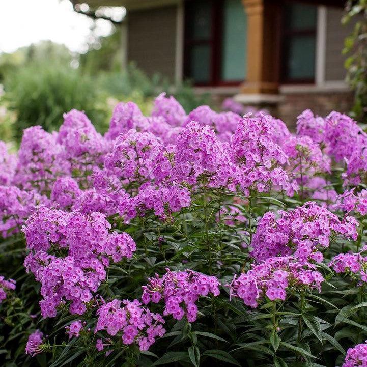 Phlox paniculata 'Ditomfra'  - First Editions® Bubblegum Pink™ Phlox