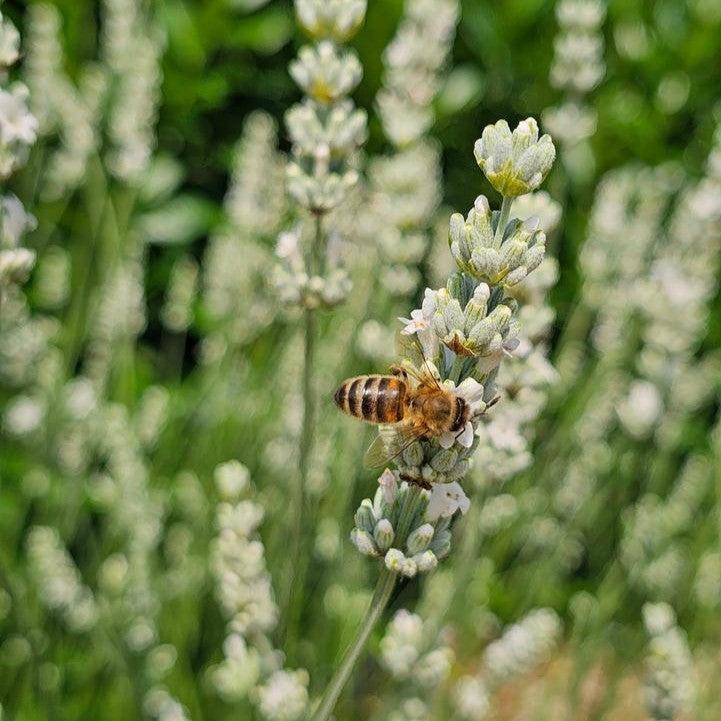 Lavandula x intermedia 'Hillav'  - Exceptional™ Lavender