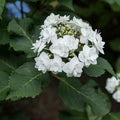 Hydrangea macrophylla 'Dancing Snow'  - Double Delights™ Wedding Gown Hydrangea