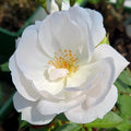Rosa 'Auskindling'  - Desdemona™ Rose