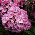 Kalmia latifolia 'Bridesmaid'  - Bridesmaid Mountain Laurel