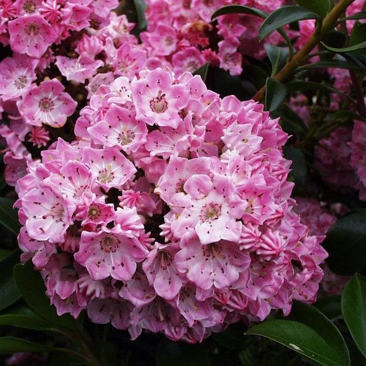 Kalmia latifolia 'Bridesmaid'  - Bridesmaid Mountain Laurel