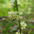 Solidago bicolor  - Silverrod