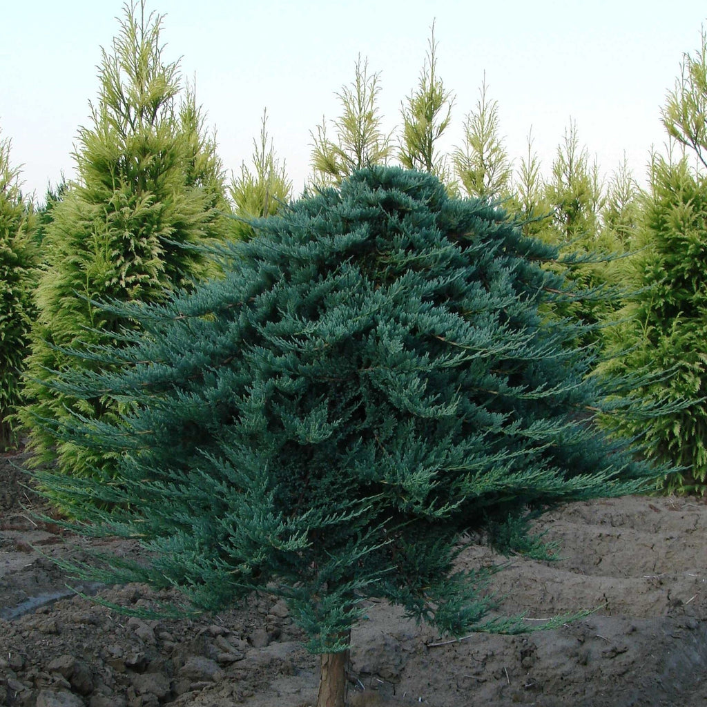 Juniperus horizontalis 'Blue Chip'  - Blue Chip Juniper