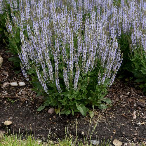 Salvia nemorosa ‘Perfect Profusion’  - Perfect Profusion Meadow Sage
