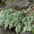 Aster ericoides 'Snow Flurry'  - Snow Flurry White Heath Aster