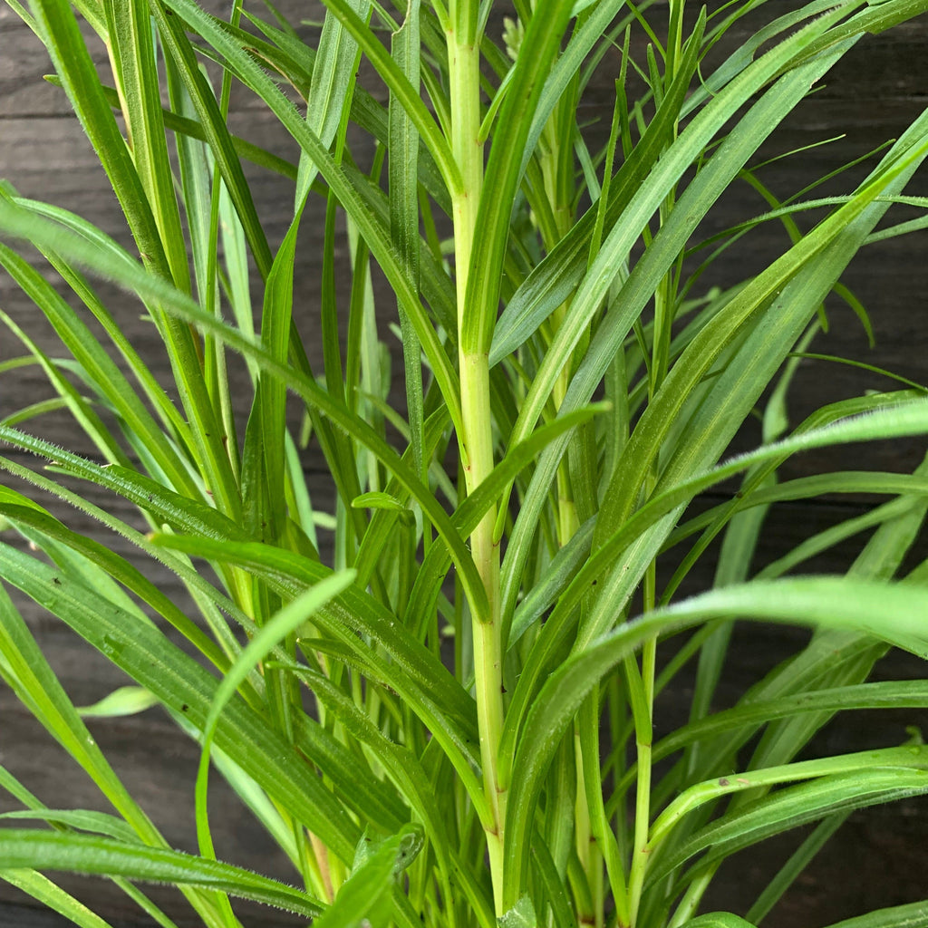 Liatris spicata  - Marsh Blazing Star, Gayfeather