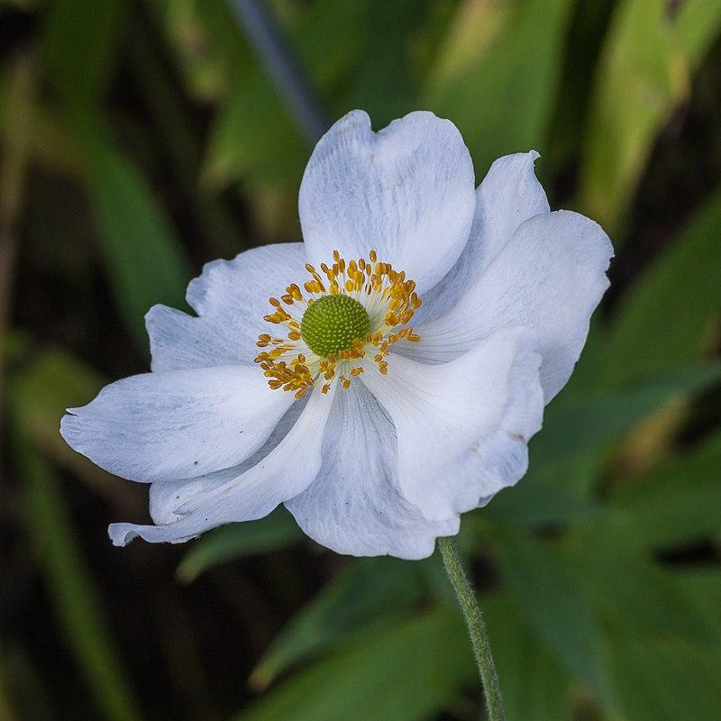 Anemone x hybrida 'Honorine Jobert'  - Honorine Jobert Anemone