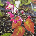 Epimedium rubrum 'Galadriel'  - Galadriel Red Barrenwort