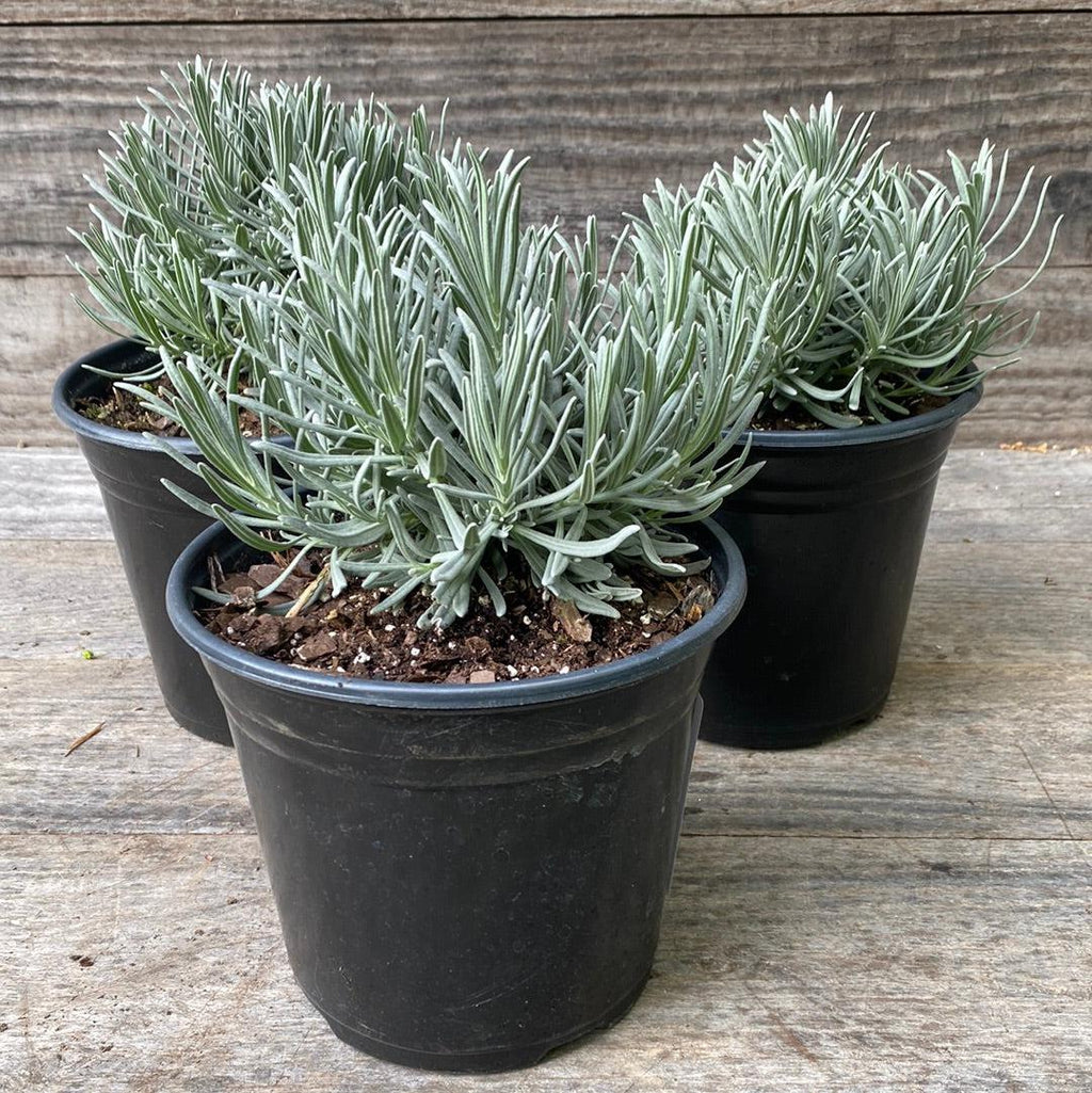 Lavandula × intermedia 'Niko' PP24,193  - Phenomenal® Lavender, Lavadin