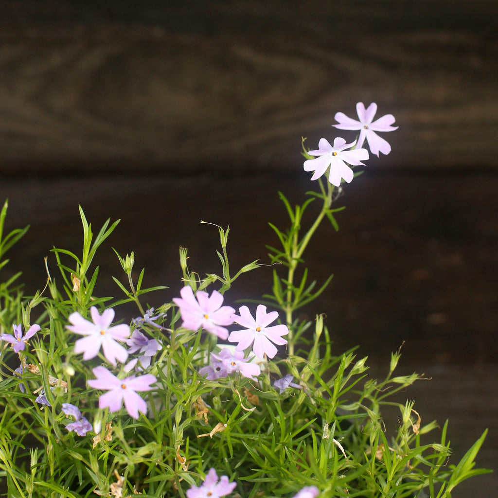 Phlox subulata 'Emerald Blue'  - Emerald Blue Creeping Phlox