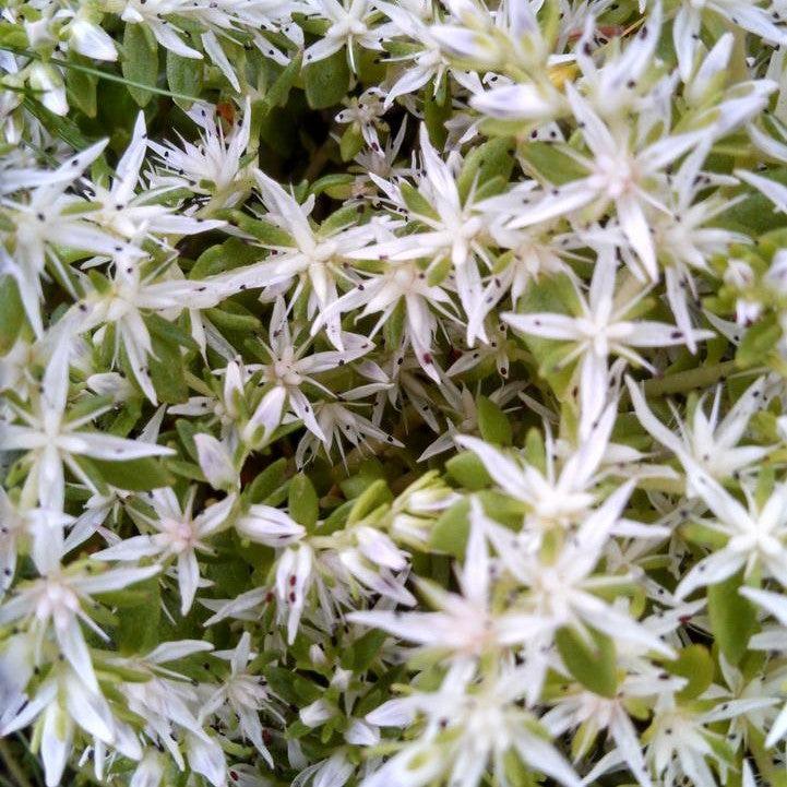 Sedum ternatum 'Larinem Park'  - Larinem Park Three-Leaved Stonecrop