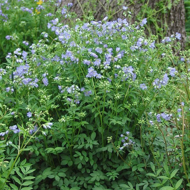 Polemonium reptans  - Jacob's Ladder