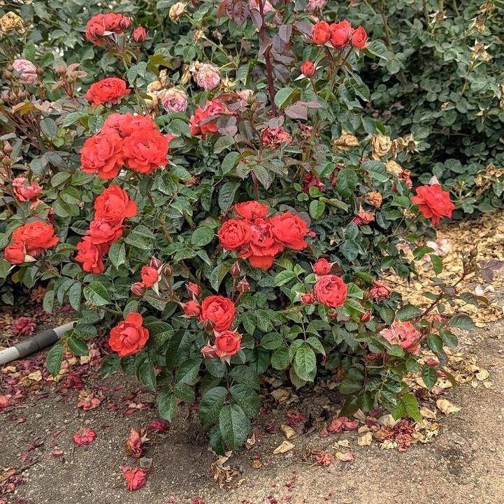Rosa 'True Crush'  - True Crush Rose