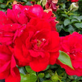 Rosa 'BAItown'  - Easy Elegance® Paint The Town Rose