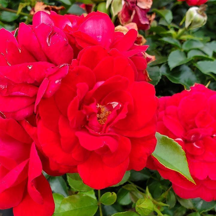 Rosa 'BAItown'  - Easy Elegance® Paint The Town Rose
