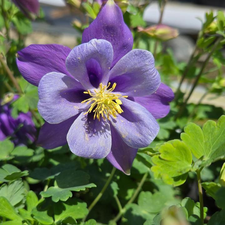 Aquilegia 'PAS1258487'  - Earlybird™ Purple Blue Columbine