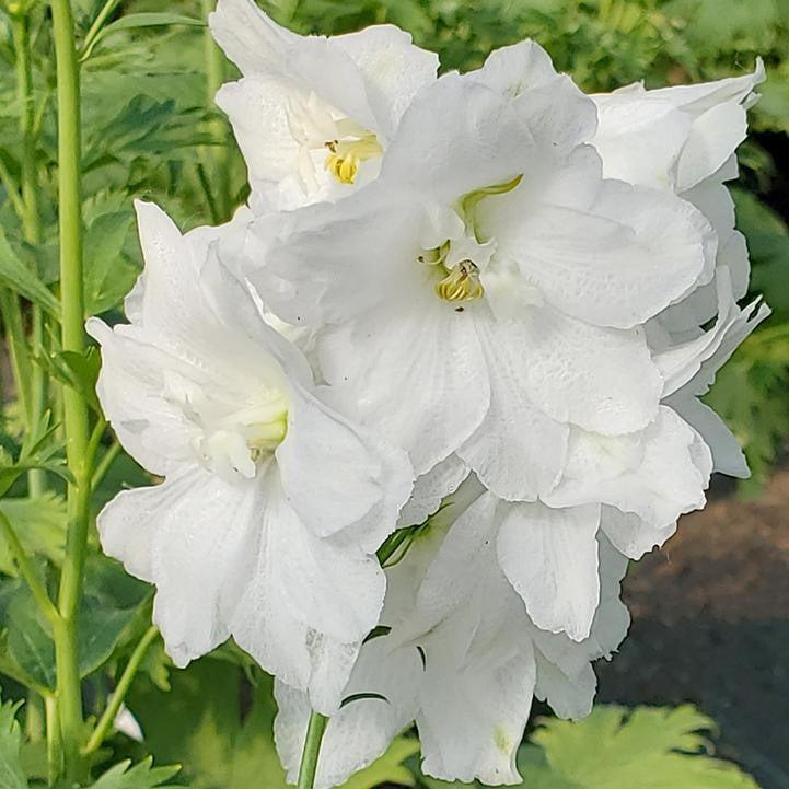 Delphinium elatum 'Guardian White'  - Guardian White Delphinium