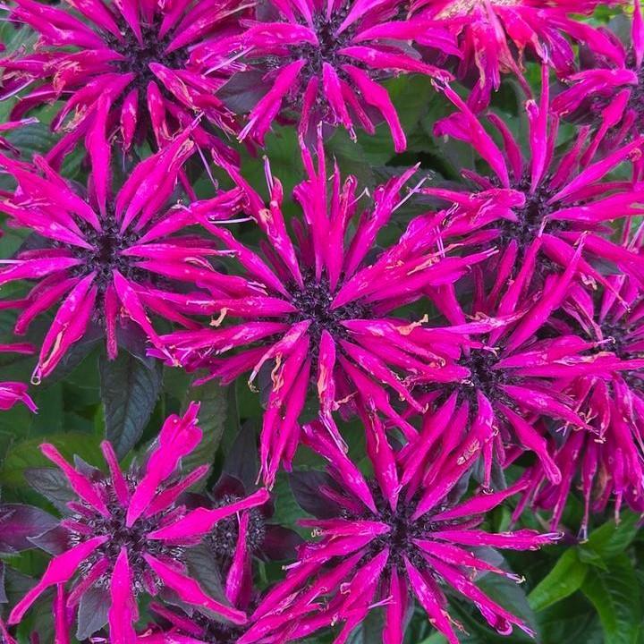 Monarda 'Leading Lady Pink' PP34,205  - PW® Leading Lady Pink Bee Balm