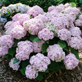 Hydrangea macrophylla 'SMNHMC'  - Wee Bit Innocent® Hydrangea