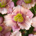 Hemerocallis 'Stephanie Returns'  - Stephanie Returns Daylily