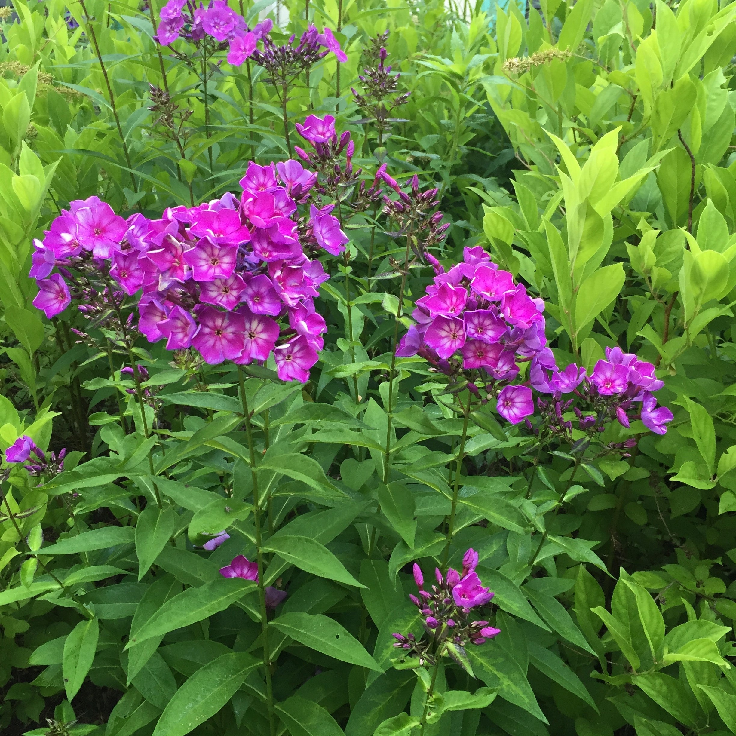 Grape Lollipop Phlox (Phlox paniculata) — Fragrant Native Purple Perennial