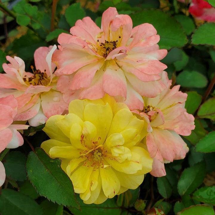 Rosa 'Meilowmye'  - Color Cocktail™ Rose