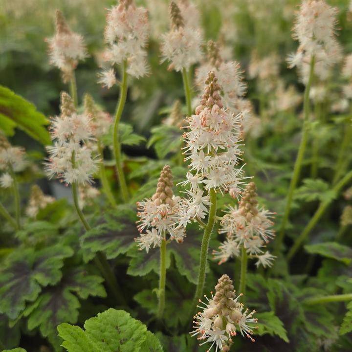 Tiarella 'Fingerpaint'  - Fingerpaint Foam Flower
