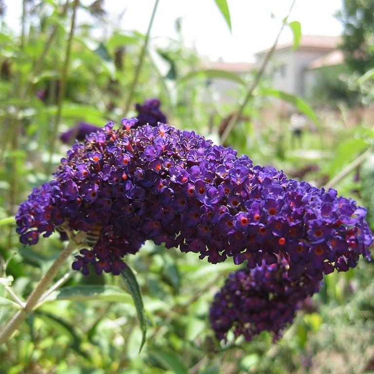 Buddleia 'Black Knight'  - Black Knight Butterfly Bush