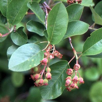Amelanchier alnifolia 'Regent'  - Regent Serviceberry