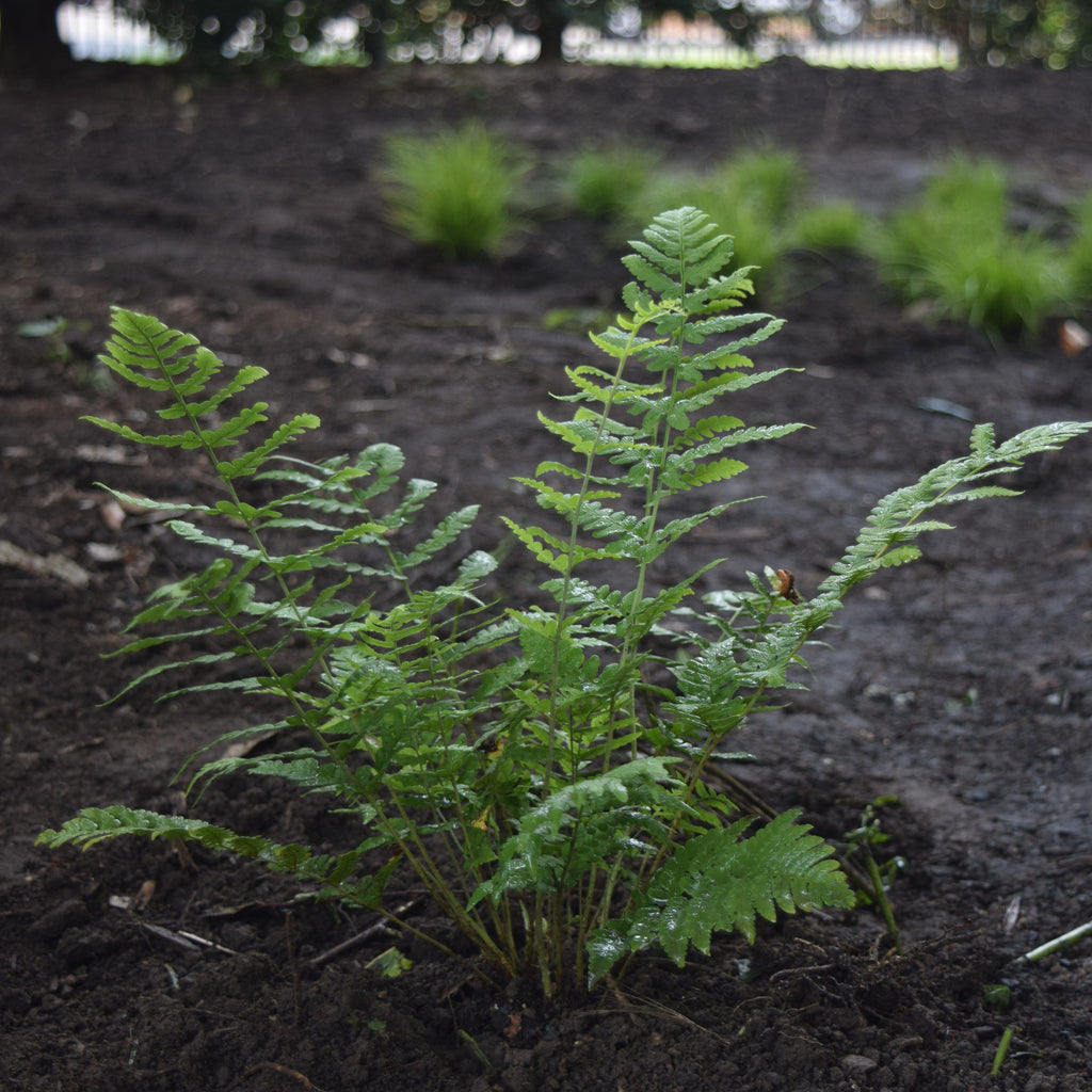Dryopteris marginalis  - Eastern Wood Fern, Leatherwood Fern