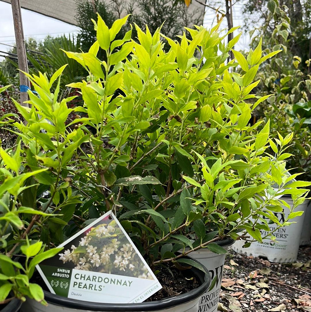 Deutzia gracilis 'Duncan' PP16,098  - Chardonnay Pearls® Deutzia