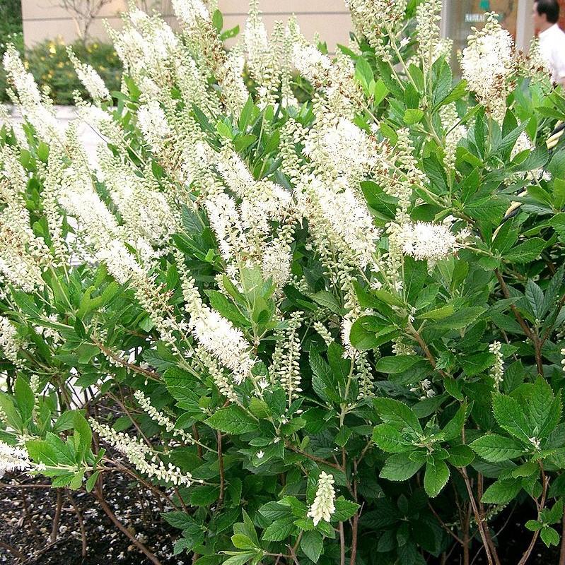 Clethra alnifolia 'Sixteen Candles'  - Sixteen Candles Summersweet