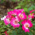 Rosa 'Meijocos' PP#18,874  - Pink Drift® Rose