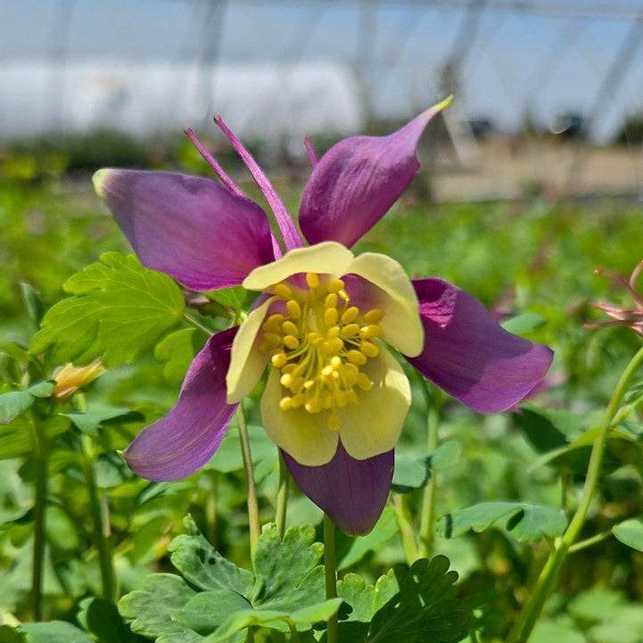 Aquilegia 'PAS1258488'  - Earlybird™ Purple Yellow Columbine