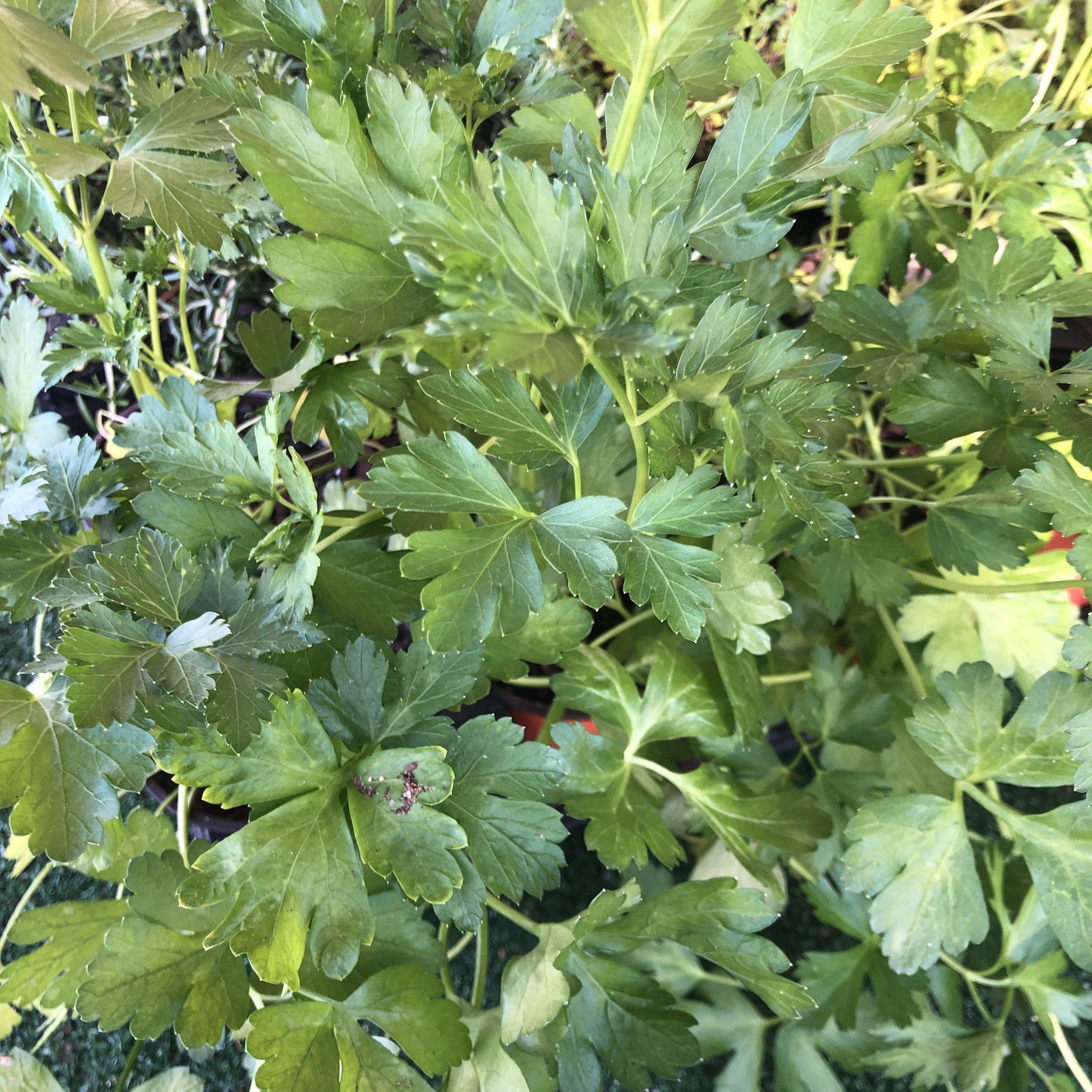 Petroselinum crispum var. neopolitanum  - Italian Flat Leaf Parsley