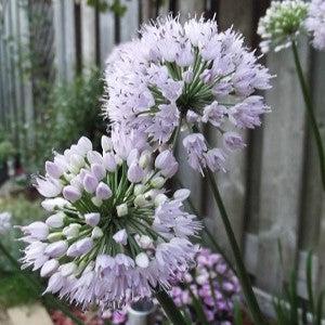 Allium 'Summer Beauty'  - Summer Beauty Ornamental Onion