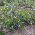 Vaccinium corymbosum 'Duke'  - Duke Highbush Blueberry