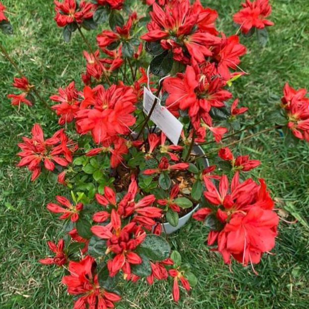 Rhododendron 'Stewartstonian'  - Stewartstonian Azalea