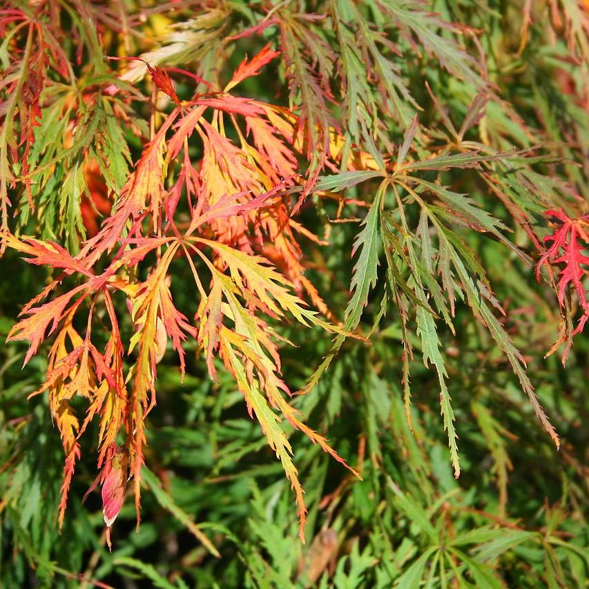 Acer palmatum var. dissectum 'Waterfall'  - Waterfall Japanese Maple