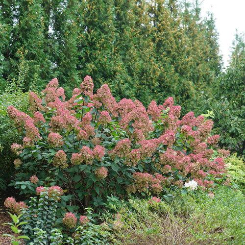 Hydrangea paniculata 'SMHPFL' PP25,135  - Fire Light® Hardy Hydrangea
